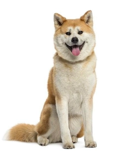 Galaxy Dog